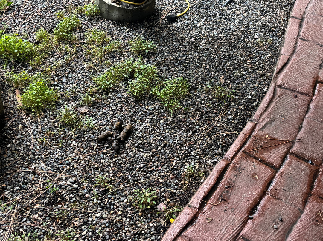 麦卡弗里住宿加早餐旅馆主图