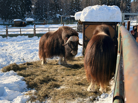 Large Animal Research Station-费尔班克斯必去景点