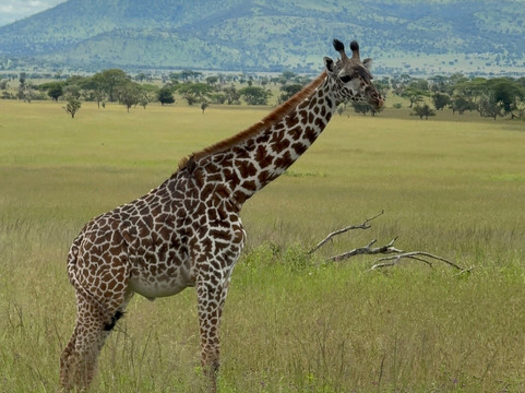 Dolphin Tours & Safaris Ltd-姆万扎必去景点