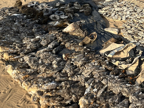 Akodessewa Fetish Market-洛美必去景点