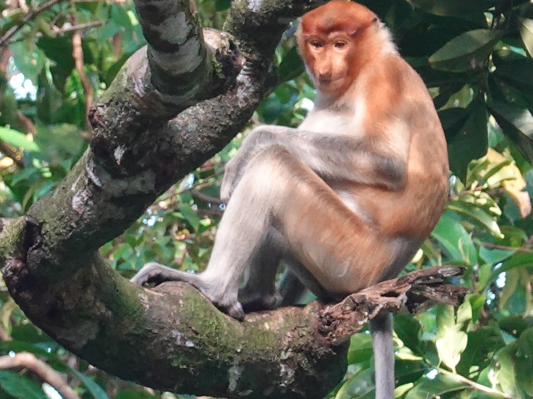 Borneo Eco Tours-亚庇必去景点