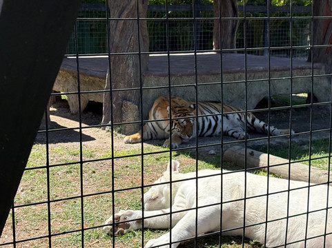 Captain Jack's Airboat Tours-大沼泽地必去景点