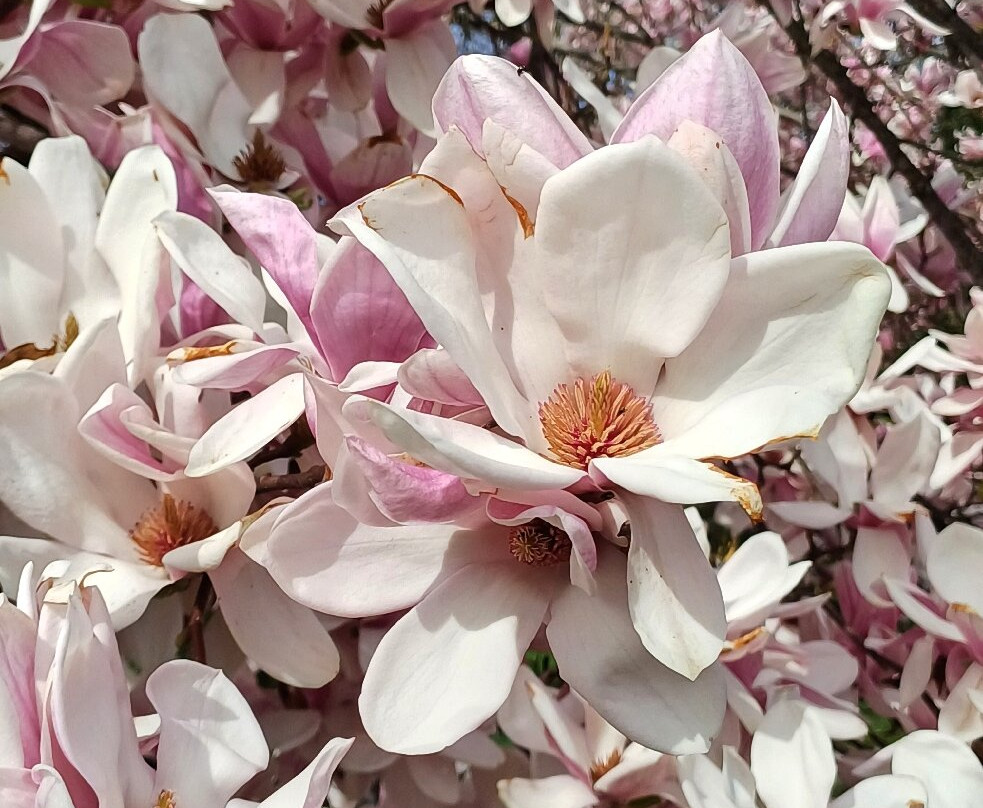 Parco Scalabrini-切尔梅纳泰必去景点