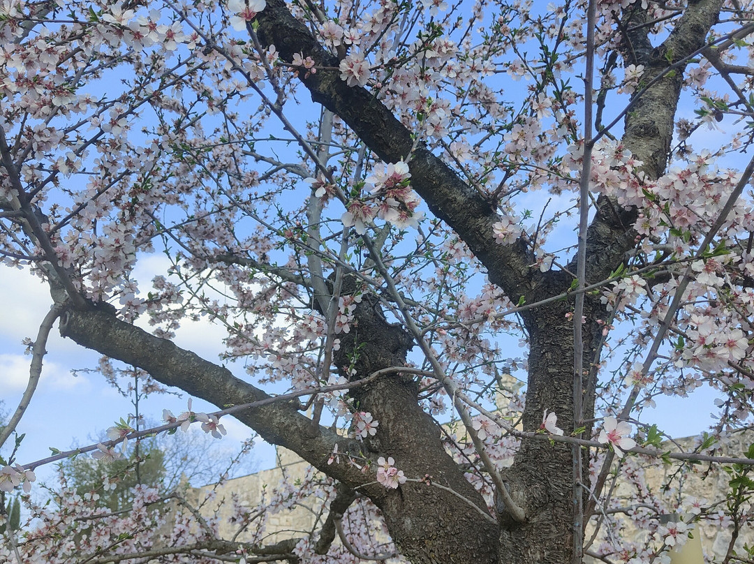 Masseria Storica Pilapalucci Contrada Pilapalucci-Toritto必去景点