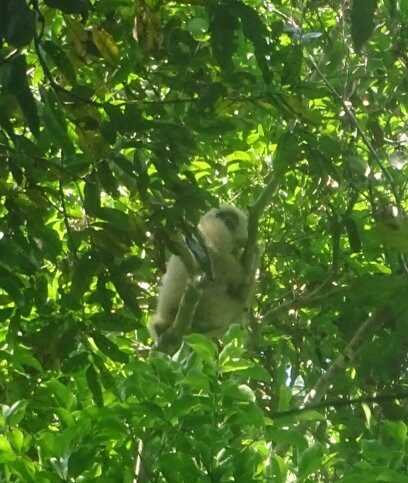 Bobby's Jungle Tours-北冲县必去景点