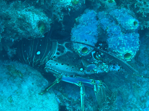 Kariba Plongee-圣吕斯必去景点