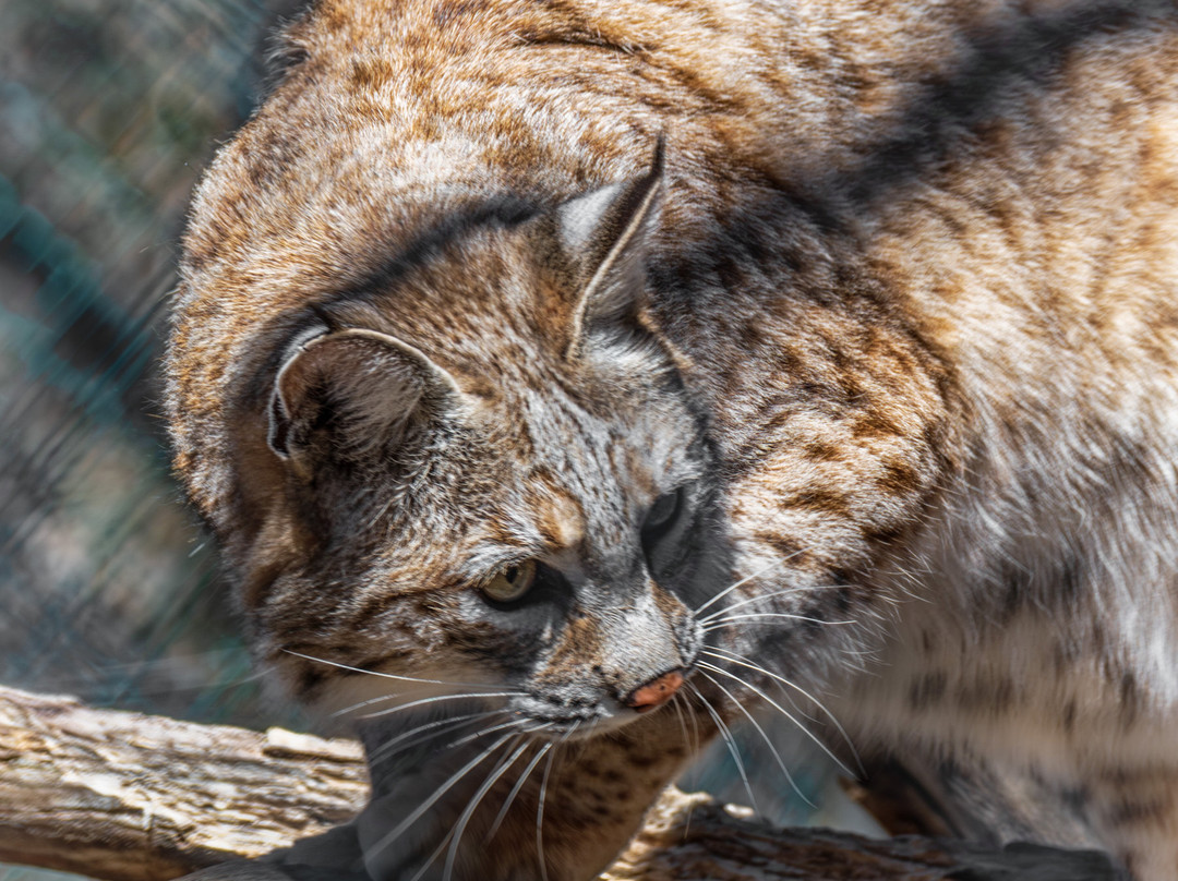 Lakota Wolf Preserve-Columbia必去景点