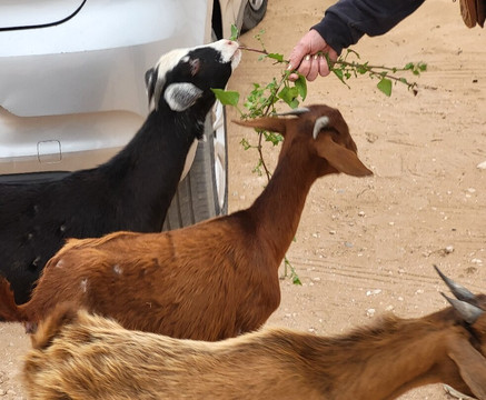 Cheval Agadir Ranch Acienda-奥瑞尔必去景点