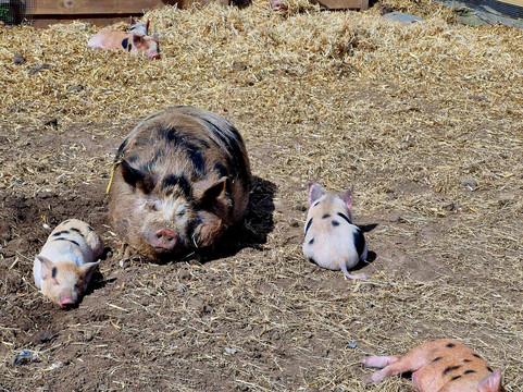 Quex Adventure Farm Park-Birchington必去景点