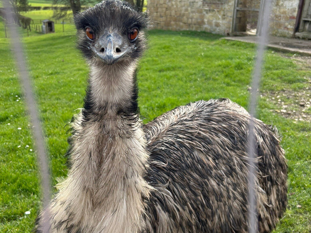 Playdale Farm Park-斯卡伯勒必去景点