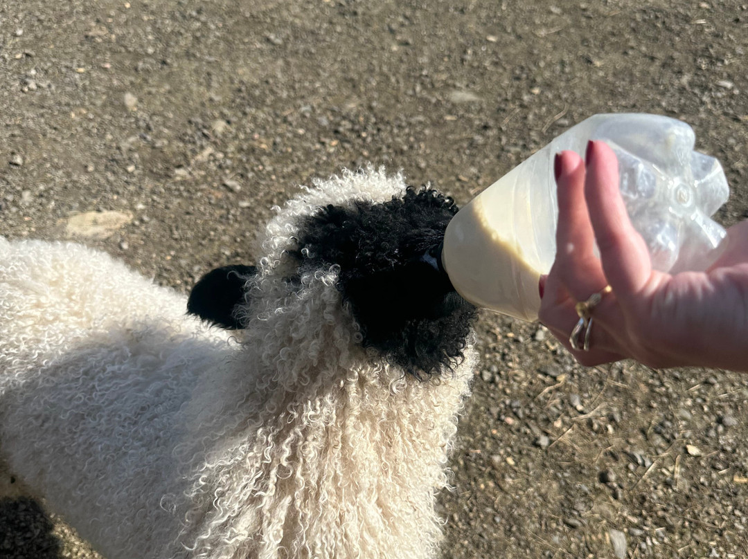 Sheep Smarts-Rathdrum必去景点