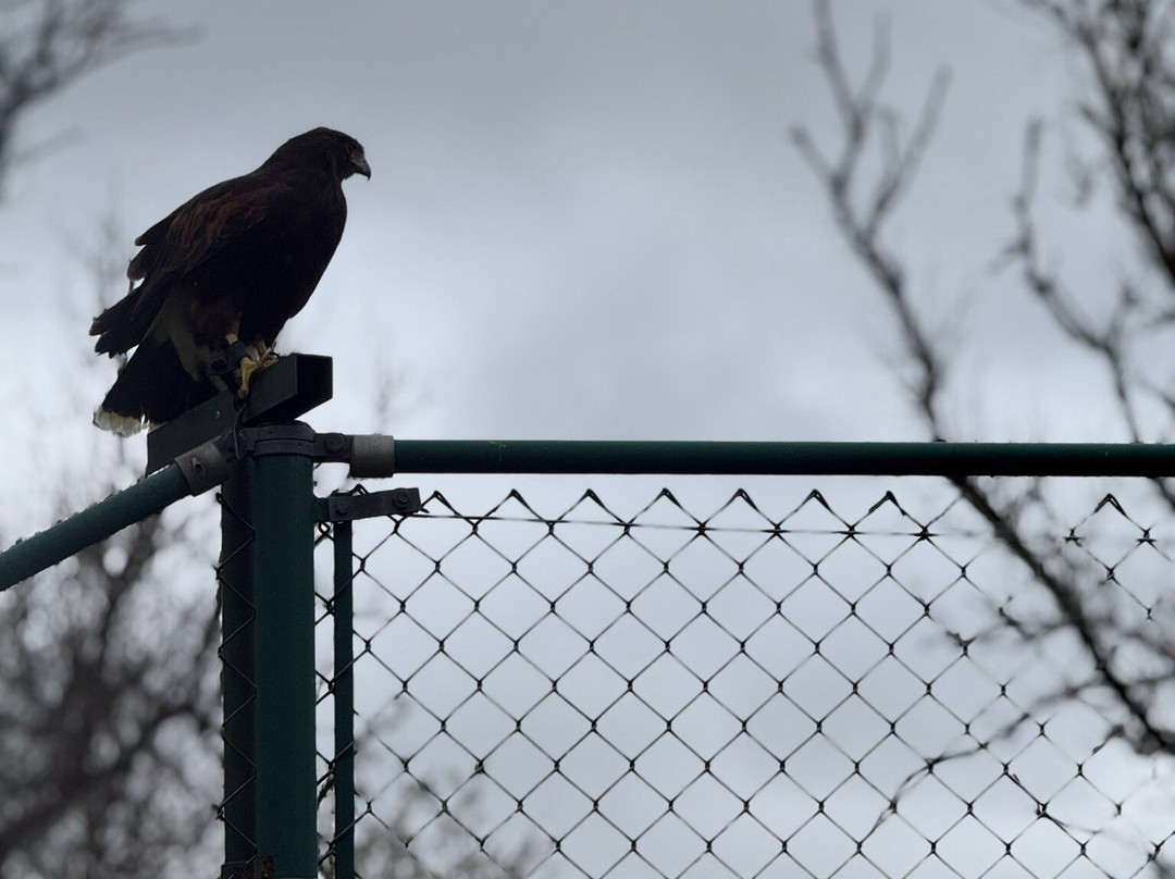 North Devon Hawk Walks-South Molton必去景点