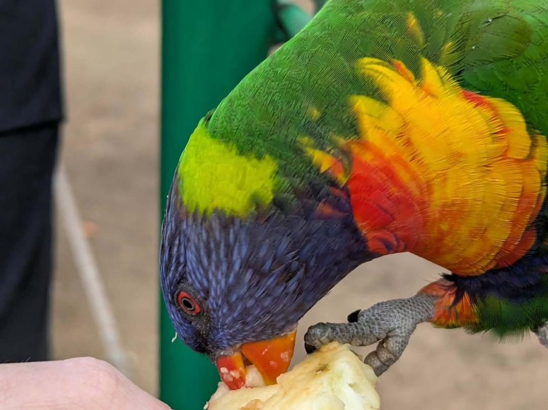 Canberra Walk in Aviary-尼克斯必去景点