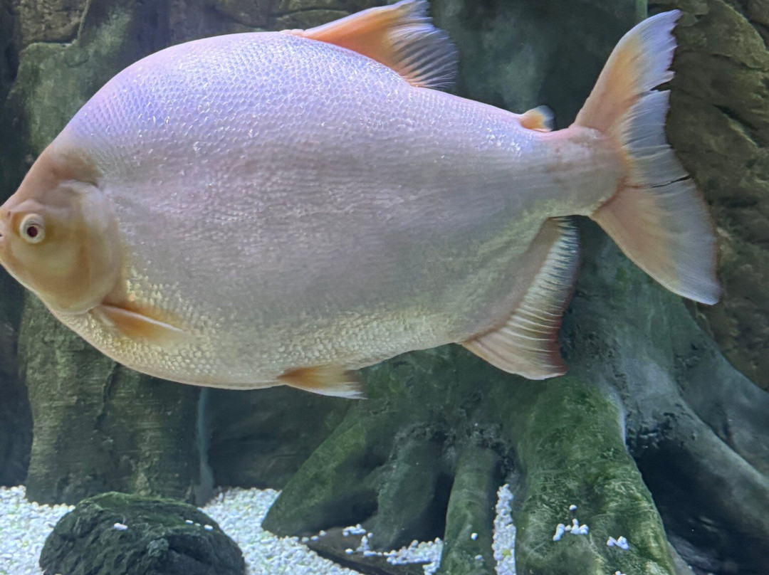 Fluviário de Mora-Cabecao必去景点