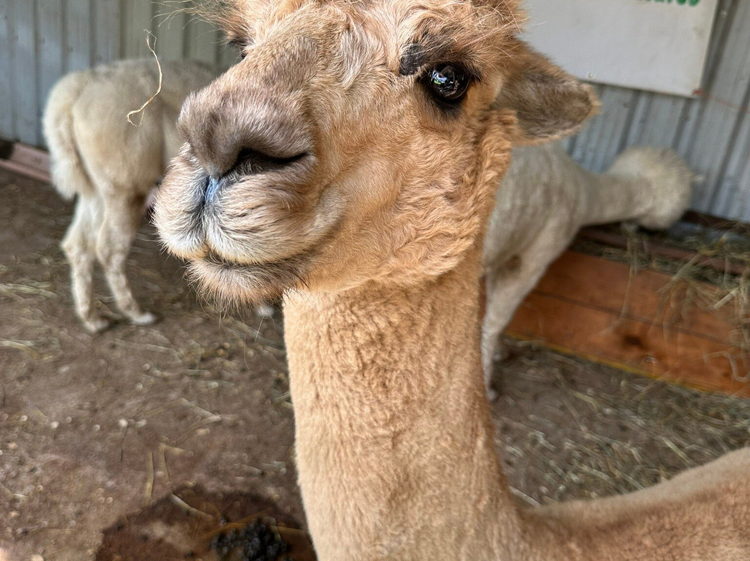 Alpacas de la Tierruca-Llanos必去景点