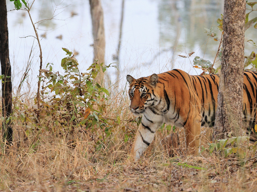 潘趣丛林营地酒店主图