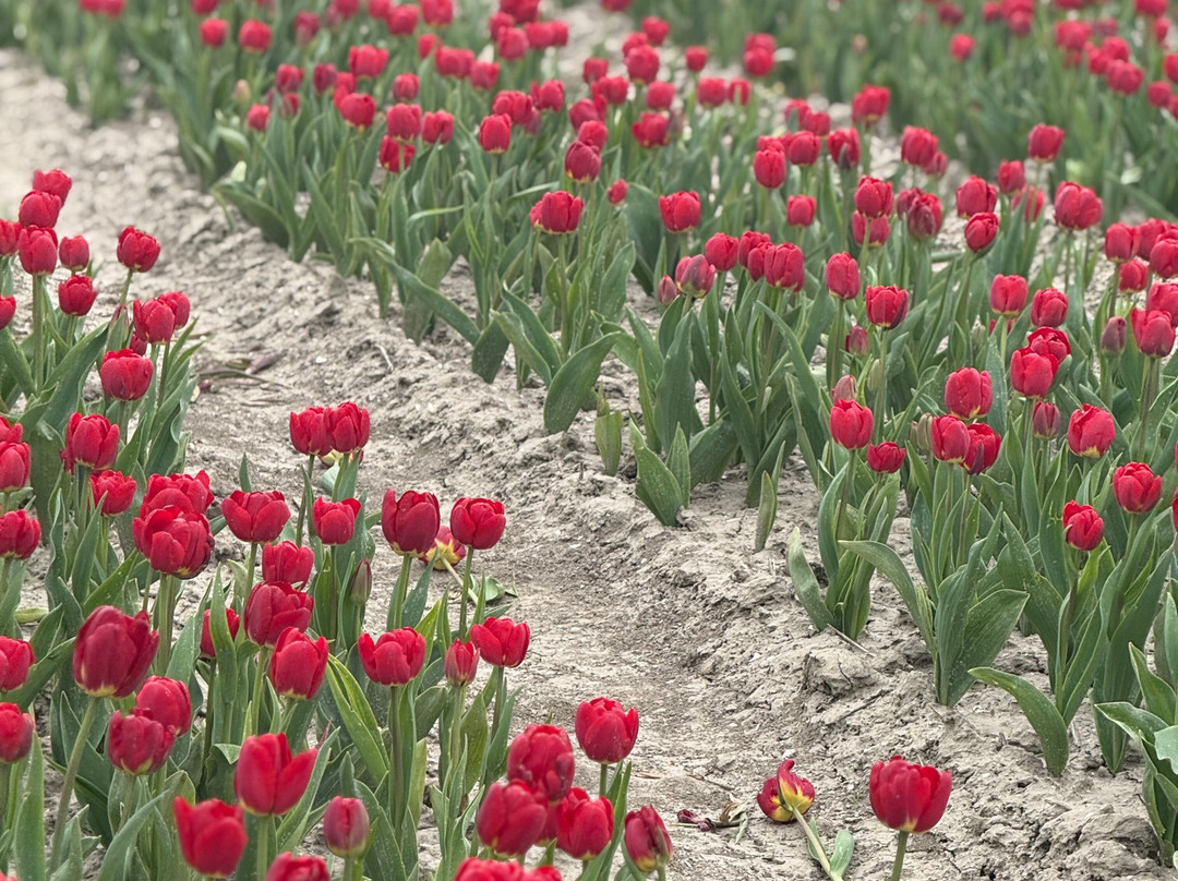 Kwekerij Siem Munster (Tulip Excursion)-Slootdorp必去景点