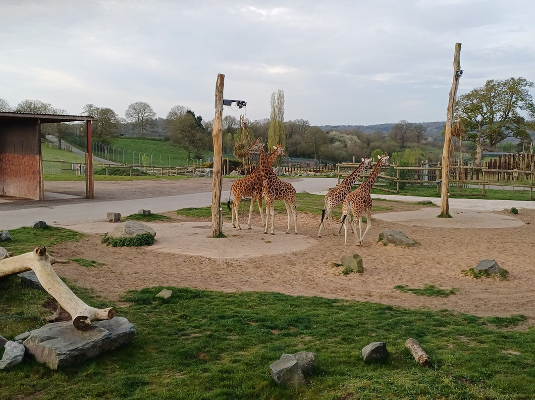 Safari Lodges At West Midlands Safari Park主图
