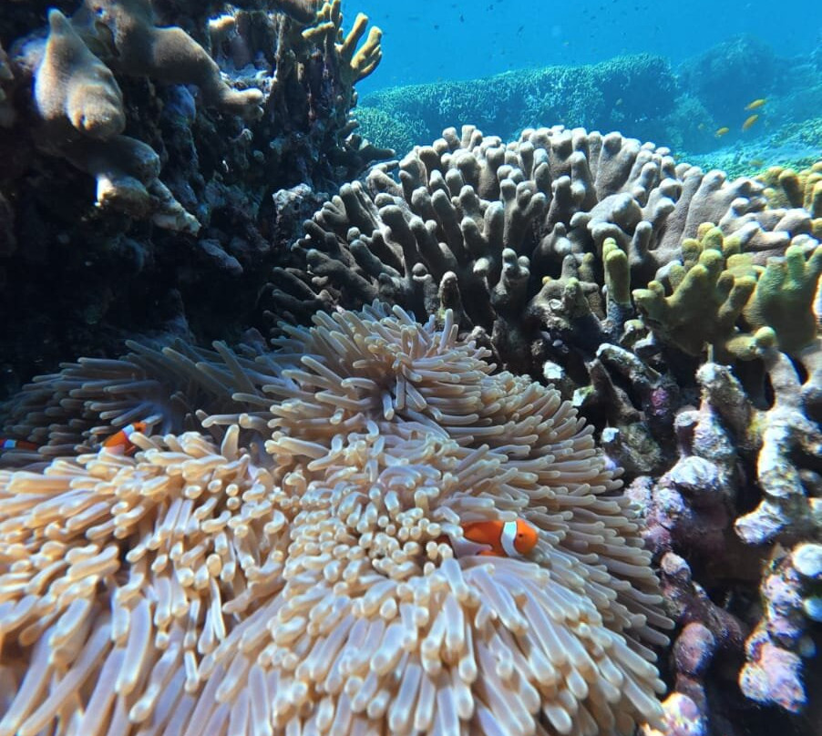 Menjangan Tour Snorkeling & Diving-Pejarakan必去景点