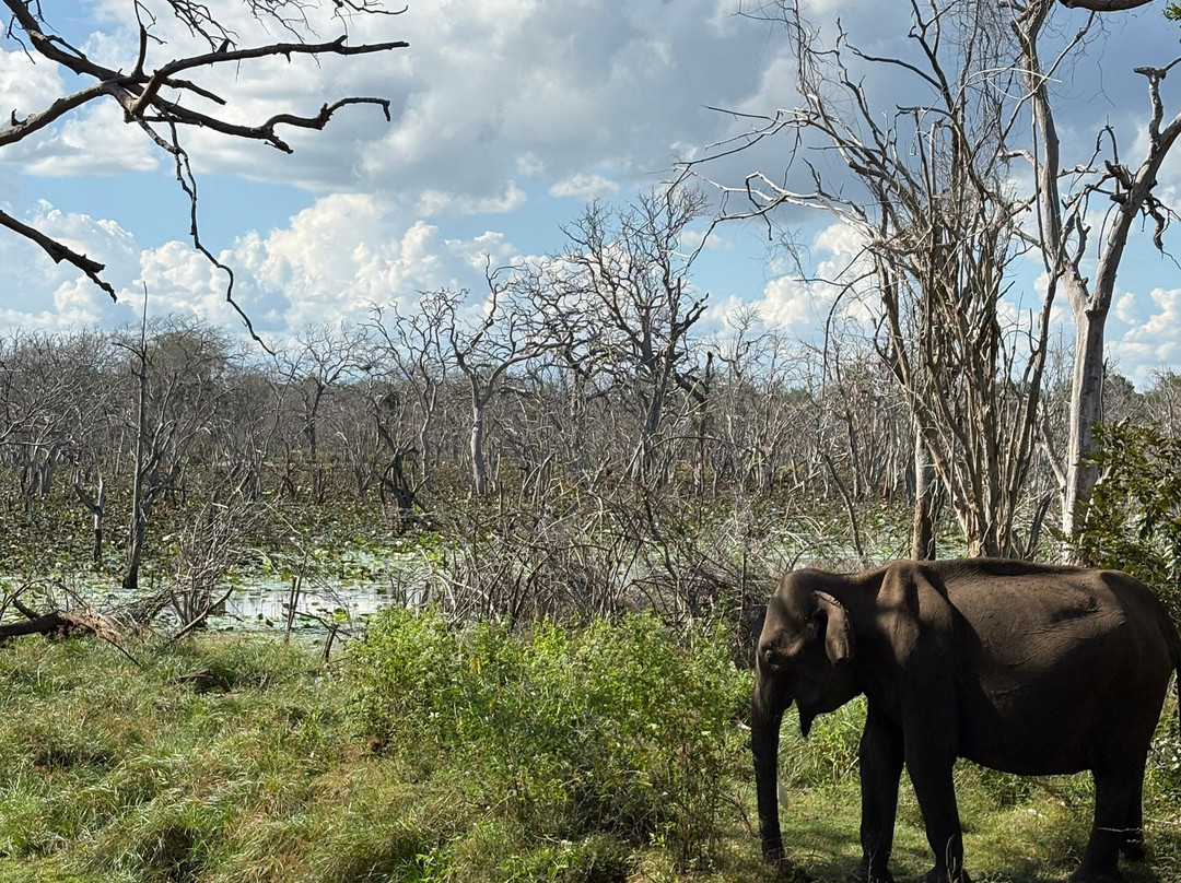 Didulanka yala safari-Thanamalwila必去景点