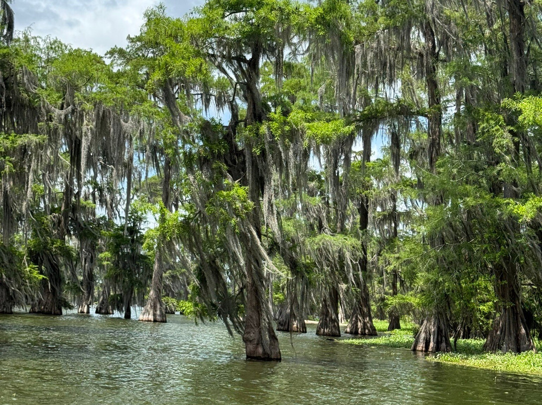 Cajun Country Swamp Tours-布里奥克斯桥必去景点