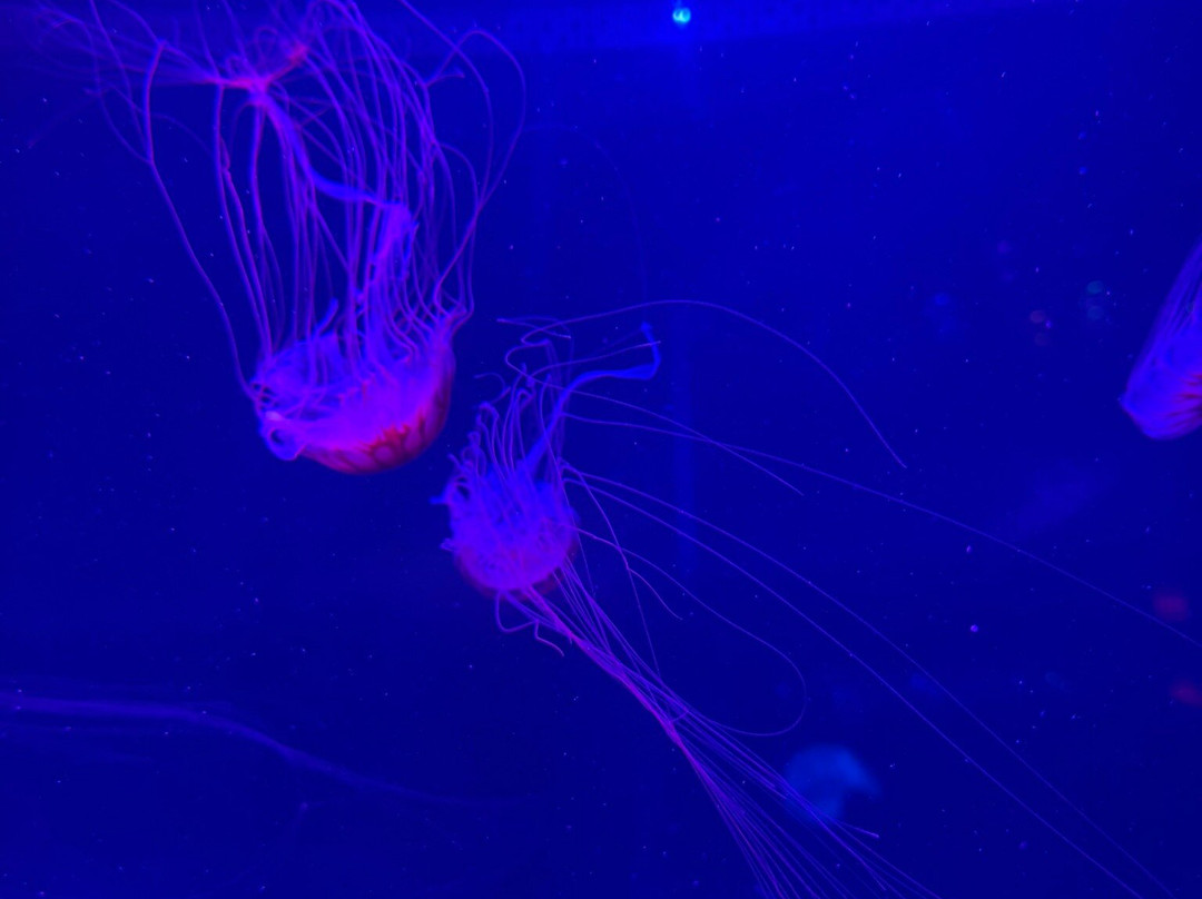 Jellyfish Museum-庞帕诺比奇必去景点