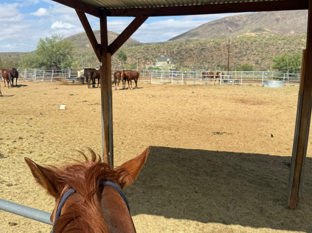 Arizona Horseback Adventures at Spur Cross-洞溪必去景点