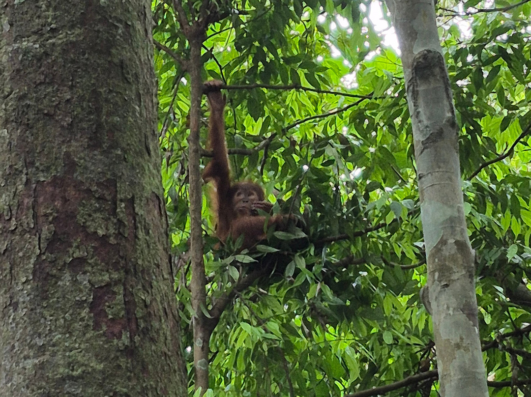Trekking Orangutan Sumatra-武吉拉旺必去景点