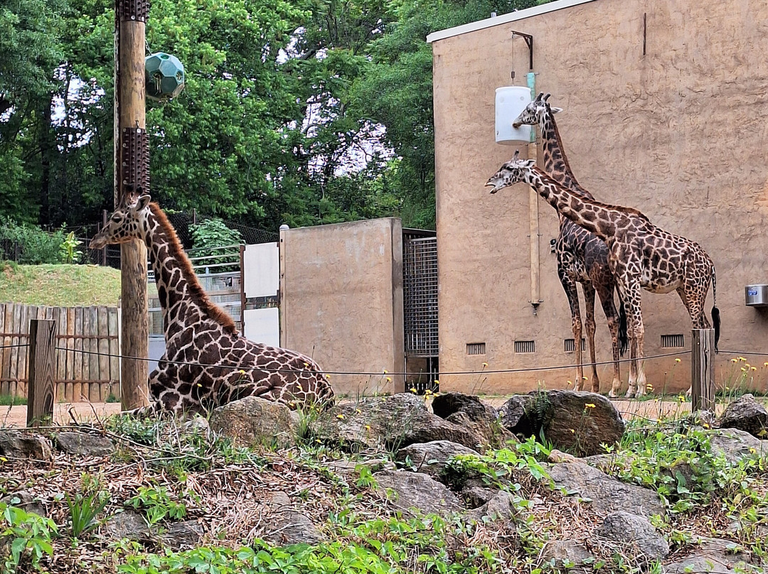 Greenville Zoo-格林维尔必去景点