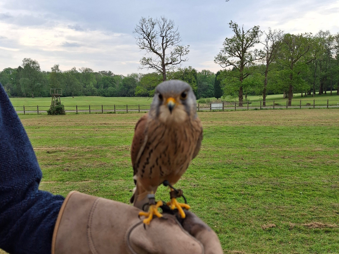 Surrey Hills Falconry-Ockley必去景点