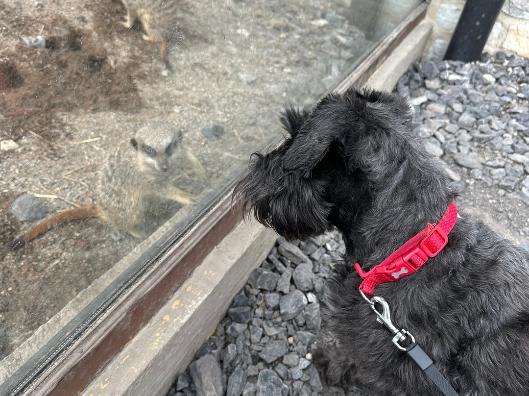Bowland Wild Boar Park-普雷斯顿必去景点