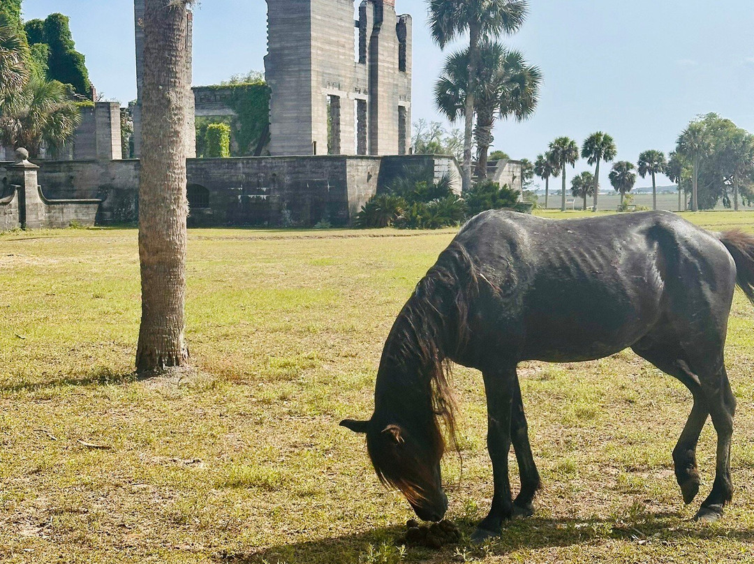 The Lands and Legacies Tour-Cumberland Island必去景点