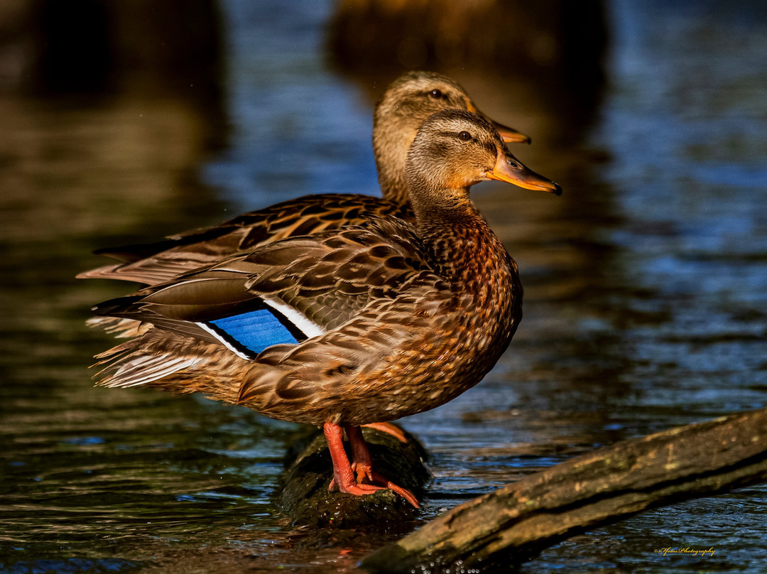 Reelfoot Lake-Tiptonville必去景点