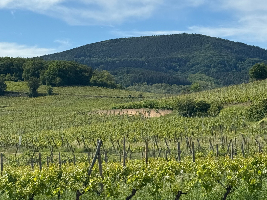 Domaine Albert Seltz-米特贝汉必去景点