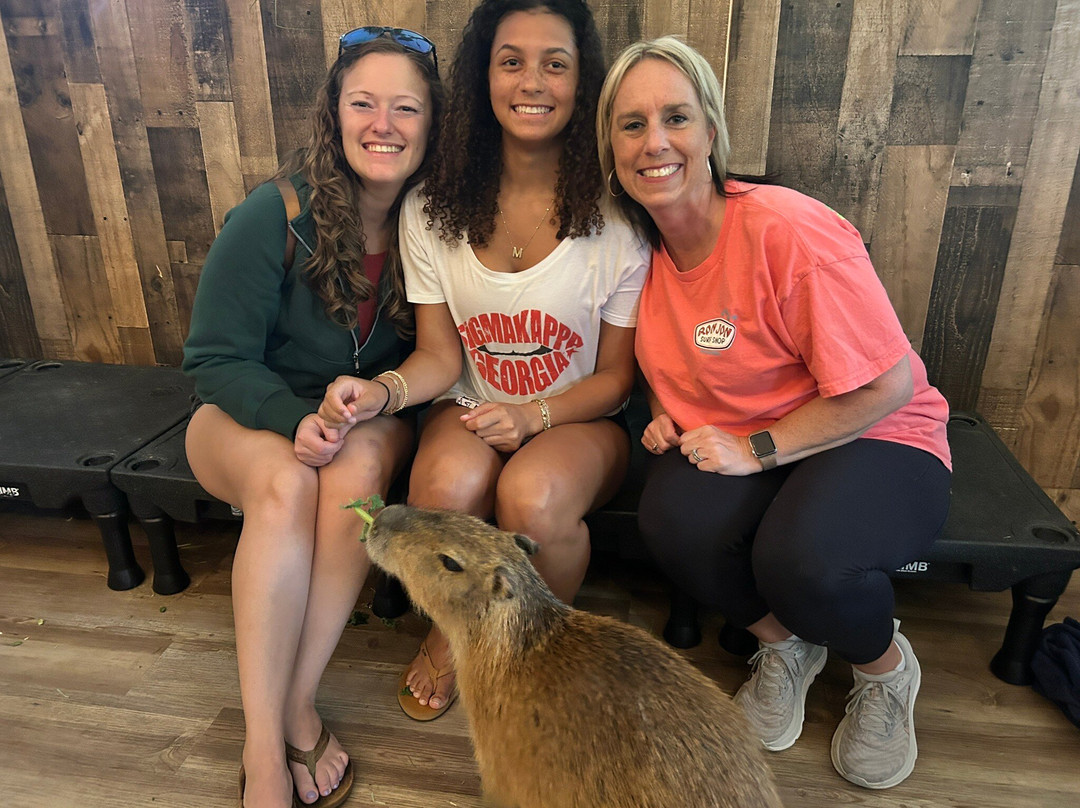 Capybara Cafe-Saint Augustine Beach必去景点