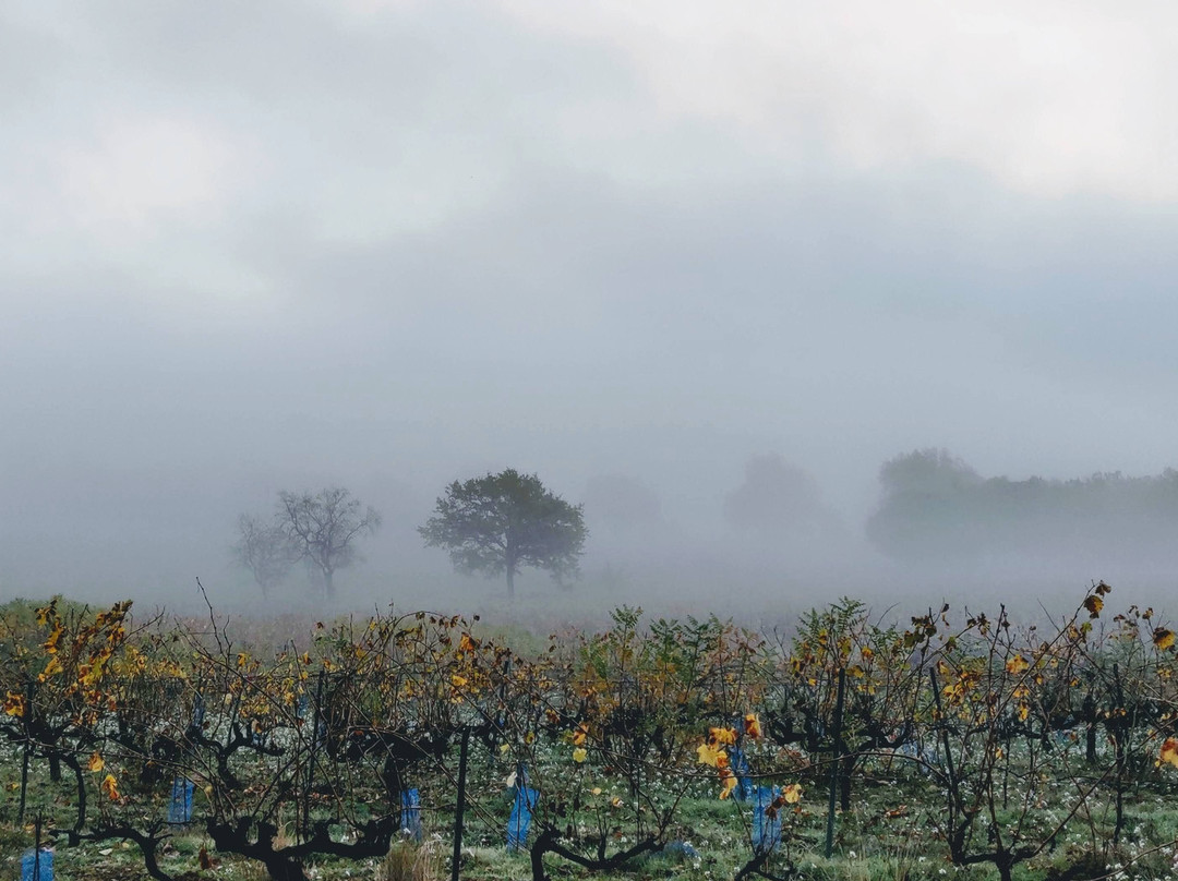 Domaine de Deffends-Saint-Maximin-la-Sainte-Baume必去景点