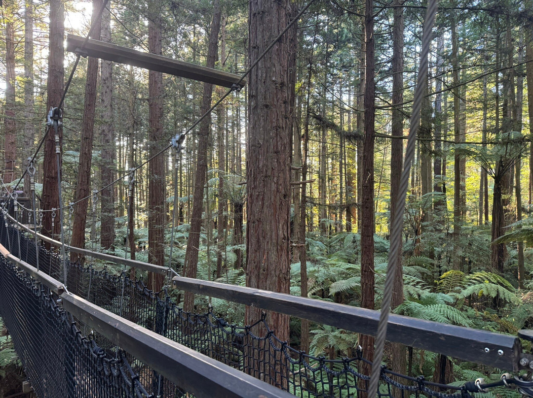 Redwoods Treewalk-罗托鲁瓦必去景点