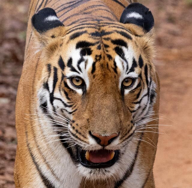 Tadoba Andhari National Park-Chandrapur District必去景点