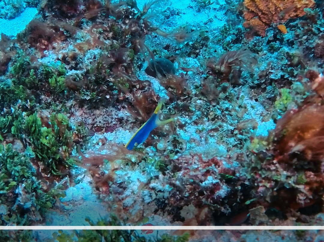 Buccaneer Diving-帕杰必去景点