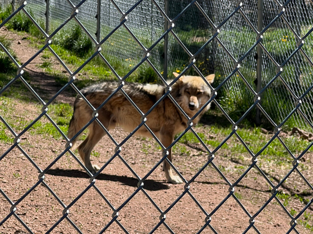 Colorado Wolf Adventures-Woodland Park必去景点