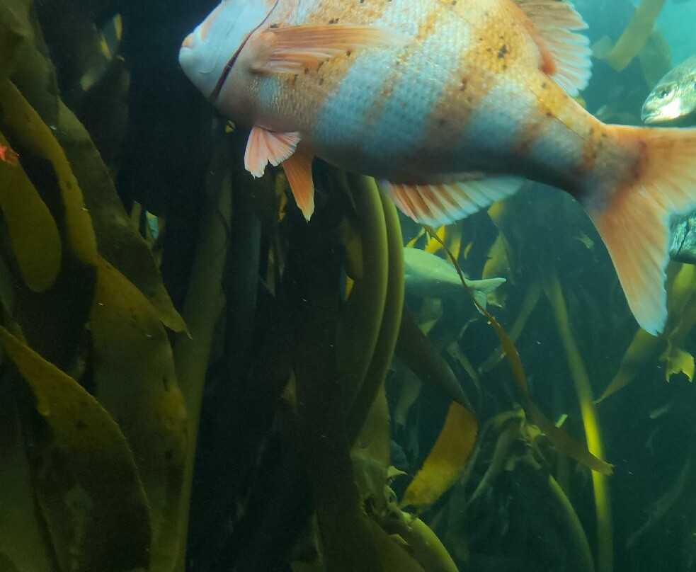 Two Oceans Aquarium-开普敦中心区必去景点