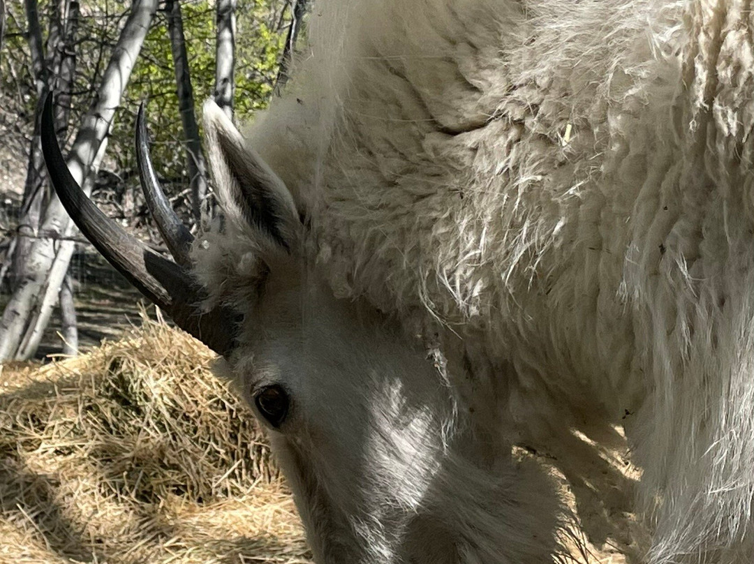 Yukon Wildlife Preserve-白马市必去景点