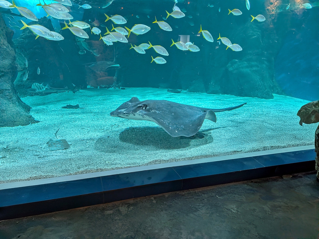 Lanzarote Aquarium-科斯塔特吉塞必去景点