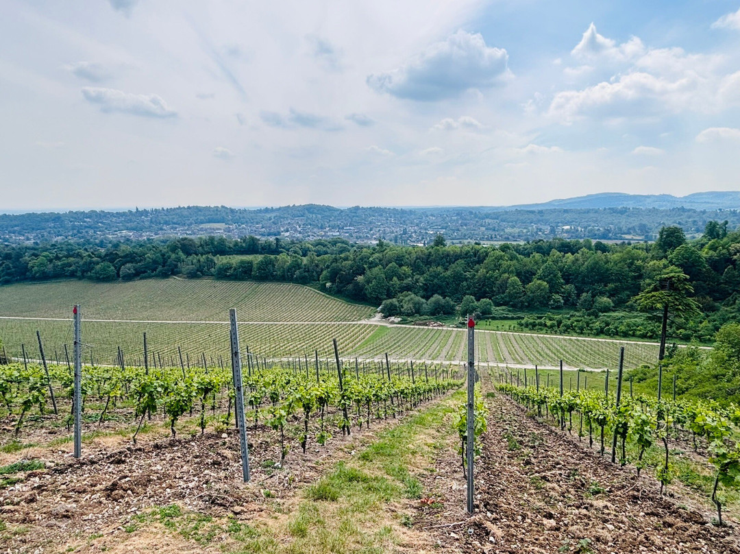 Denbies Wine Estate Ltd-多肯必去景点