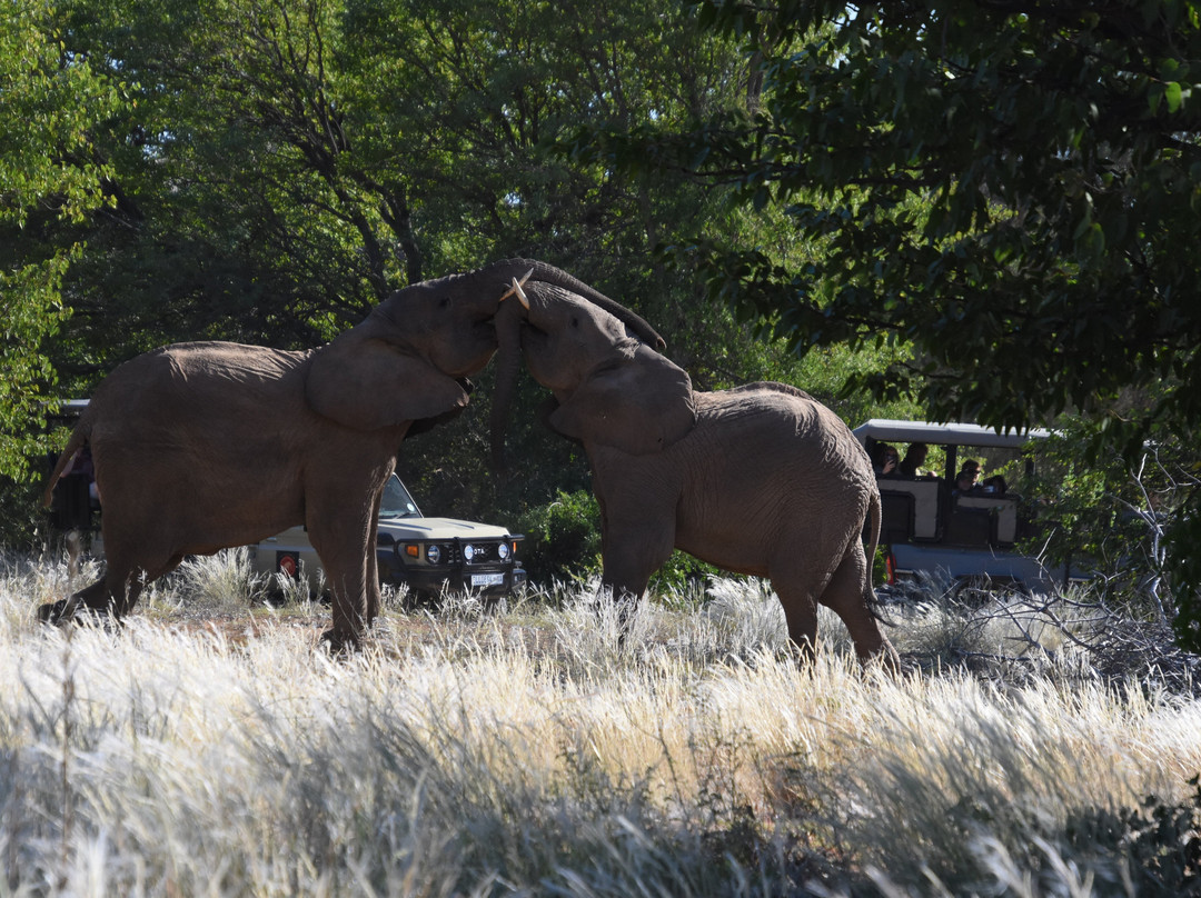 Twyfelfontein Elephant Drives-Palmwag必去景点