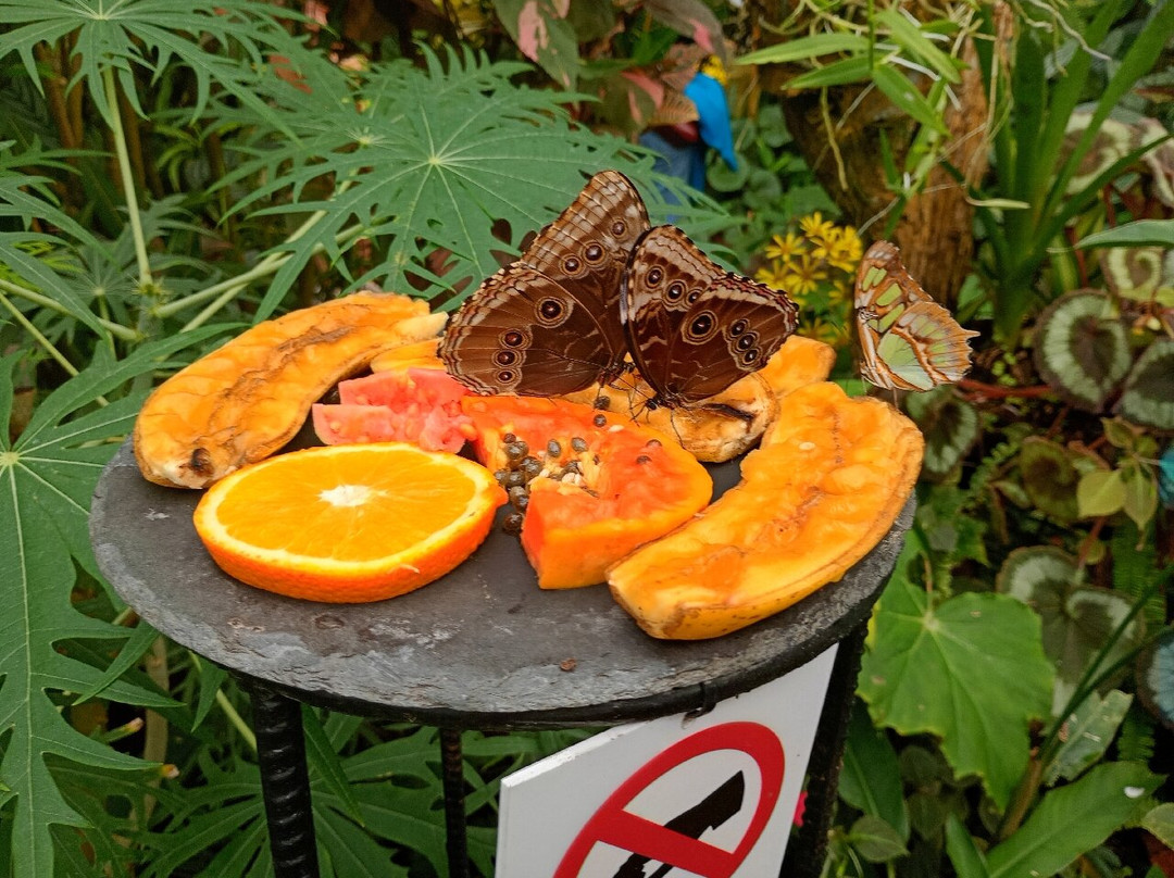 Mariposario del Drago-伊科德洛斯维诺斯必去景点
