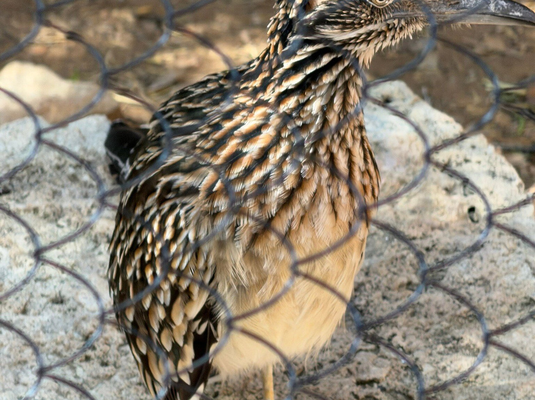 Living Desert Zoo and Gardens State Park-卡尔斯巴德必去景点
