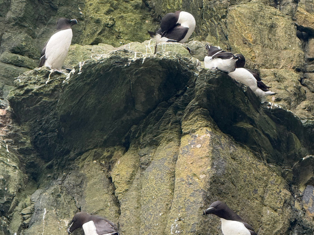 Skellig Michael Cruises-Portmagee必去景点