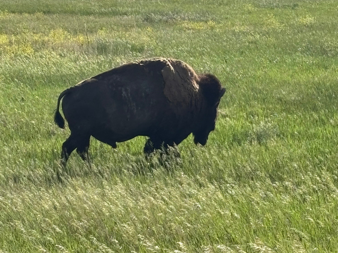 Badlands National Park-拉皮德城必去景点
