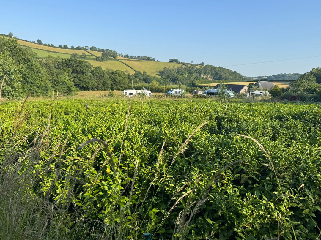 Dartmoor Estate Tea-Ashburton必去景点